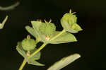 Warty spurge